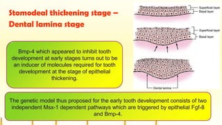 Stomodeal thickening stage –
Dental lamina stage
.
Bmp-4 which appeared to inhibit tooth
development at early stages turns out to be
an inducer of molecules required for tooth
development at the stage of epithelial
thickening.
The genetic model thus proposed for the early tooth development consists of two
independent Msx-1 dependent pathways which are triggered by epithelial Fgf-8
and Bmp-4.
 