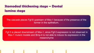 Stomodeal thickening stage – Dental
lamina stage
.
The cascade places Fgf-8 upstream of Msx-1 because of the presence of the
former in the epithelium.
Fgf-3 is placed downstream of Msx-1, since Fgf-3 expression is not observed in
Msx-1 mutant models and Bmp-4 is not able to induce its expression in the
mesenchyme
 
