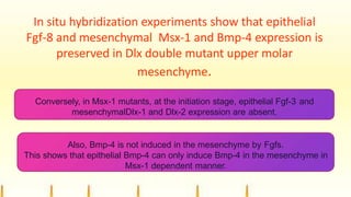 In situ hybridization experiments show that epithelial
Fgf-8 and mesenchymal Msx-1 and Bmp-4 expression is
preserved in Dlx double mutant upper molar
mesenchyme.
Conversely, in Msx-1 mutants, at the initiation stage, epithelial Fgf-3 and
mesenchymalDlx-1 and Dlx-2 expression are absent.
Also, Bmp-4 is not induced in the mesenchyme by Fgfs.
This shows that epithelial Bmp-4 can only induce Bmp-4 in the mesenchyme in
Msx-1 dependent manner.
 