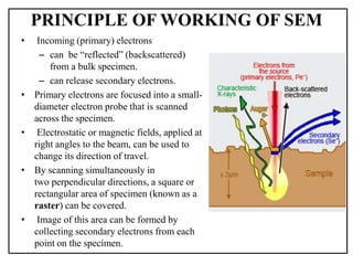 PRINCIPLE OF WORKING OF SEM
• Incoming (primary) electrons
– can be “reflected” (backscattered)
from a bulk specimen.
– can release secondary electrons.
• Primary electrons are focused into a small-
diameter electron probe that is scanned
across the specimen.
• Electrostatic or magnetic fields, applied at
right angles to the beam, can be used to
change its direction of travel.
• By scanning simultaneously in
two perpendicular directions, a square or
rectangular area of specimen (known as a
raster) can be covered.
• Image of this area can be formed by
collecting secondary electrons from each
point on the specimen.
 