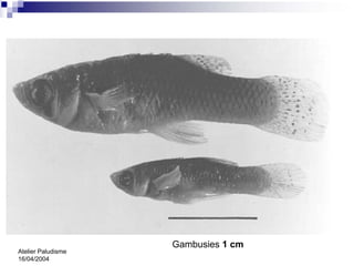 Gambusies 1 cm
Atelier Paludisme
16/04/2004
 