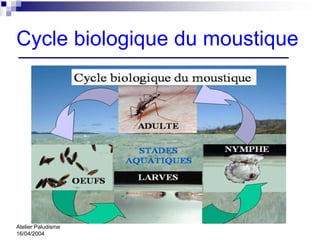 Cycle biologique du moustique




Atelier Paludisme
16/04/2004
 