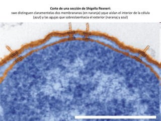 Corte de una sección de  Shigella flexneri: swe distinguen claramentelas dos membrananas (en naranja) yque aislan el interior de la célula (azul) y las agujas que sobreslaenhacia el exterior (naranaj y azul) 