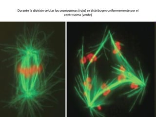 Durante la división celular los cromosomas (rojo) se distribuyen uniformemente por el centrosoma (verde) 