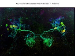 Neuronas liberadoras de dopamina en el cerebro de Drosophila 