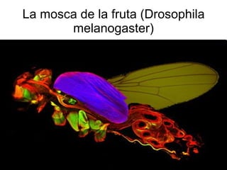 La mosca de la fruta (Drosophila melanogaster) 