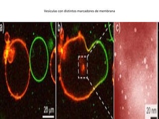 Vesículas con distintos marcadores de membrana 