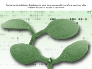 Dos plantas de Arabidopsis, la del segundo plano tiene una mutación que afecta a su desarrollo y carece de estructuras excepto lo cotiledones 