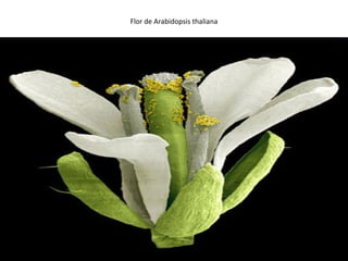 Flor de Arabidopsis thaliana 