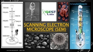 SCANNING ELECTRON
MICROSCOPE (SEM)
17-01-2017
ELECTRON MICROSCOPY - SEM & TEM
6
 