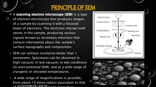 electron microscopy scanning electron microscope transmission elec scanning electron microscope magnification