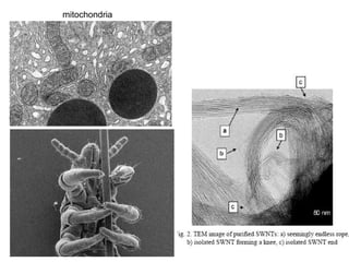 SEM and TEM | PPT