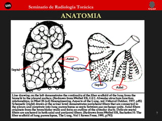 ANATOMIA 