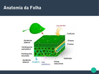 Anatomia da Folha
 