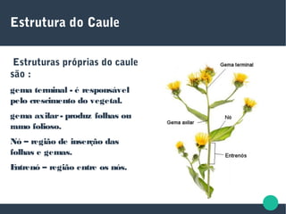 Estrutura do Caule
Estruturas próprias do caule
são :
gema terminal - é responsável
pelo crescimento do vegetal.
gema axilar- produz folhas ou
ramo folioso.
Nó – região de inserção das
folhas e gemas.
Entrenó – região entre os nós.
 