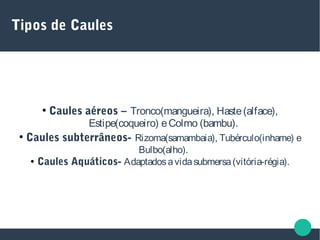 Tipos de Caules
●
Caules aéreos – Tronco(mangueira), Haste(alface),
Estipe(coqueiro) eColmo (bambu).
●
Caules subterrâneos- Rizoma(samambaia), Tubérculo(inhame) e
Bulbo(alho).
● Caules Aquáticos- Adaptadosavidasubmersa(vitória-régia).
 