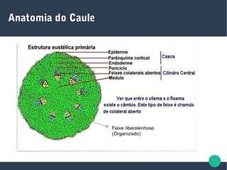 Anatomia do Caule
 