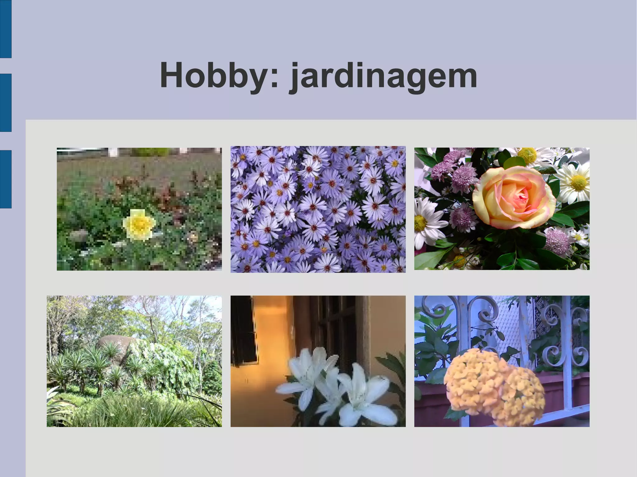 Hobby: jardinagem