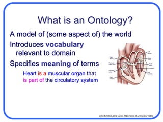 What is an Ontology?A model of (some aspect of) the worldIntroduces vocabularyrelevant to domain, e.g.:AnatomyCellular biologyAerospaceDogs