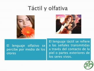  Táctil y olfativaEl lenguaje táctil se refiere a las señales transmitidas a través del contacto de la piel o partes exteriores de los seres vivos.El lenguaje olfativo se percibe por medio de los olores