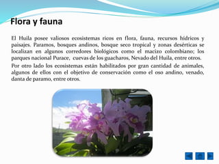 Flora y fauna
El Huila posee valiosos ecosistemas ricos en flora, fauna, recursos hídricos y
paisajes. Paramos, bosques andinos, bosque seco tropical y zonas desérticas se
localizan en algunos corredores biológicos como el macizo colombiano; los
parques nacional Purace, cuevas de los guacharos, Nevado del Huila, entre otros.
Por otro lado los ecosistemas están habilitados por gran cantidad de animales,
algunos de ellos con el objetivo de conservación como el oso andino, venado,
danta de paramo, entre otros.
 