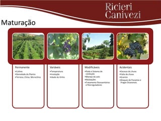 Maturação




   Permanente                    Variáveis         Modificáveis                  Acidentais
   •Cultivo                      •Temperatura      •Poda e Sistema de            •Excesso de chuva
   •Densidade do Plantio         •Insolação         condução                     •Falta de chuva
   •Terreno, Clima, Microclima   •Idade do Vinho   •Manejo do solo               •Granizo
                                                   •Adubações                    •Ataques de Parasitas e
                                                   •Tratamento fitossanitários    Pragas Ocasionais.
                                                    e fitorreguladores
 