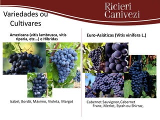 Variedades ou
  Cultivares
 Americana (vitis lambrusca, vitis        Euro-Asiáticas (Vitis vinífera L.)
   riparia, etc...) e Híbridas




 Isabel, Bordô, Máximo, Violeta, Margot   Cabernet Sauvignon,Cabernet
                                             Franc, Merlot, Syrah ou Shirraz,
 