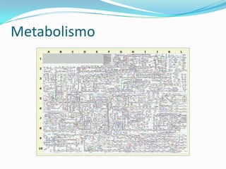 Metabolismo