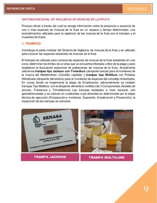 pág. 9
INFORME DE VISITA INFORME
~9~
9
SISTEMANACIONAL DE VIGILANCIA DE MOSCAS DE LAFRUTA
Proceso oficial a través del cual se recoge información sobre la presencia o ausencia de
una o más especies de moscas de la fruta en un espacio y tiempo determinado. Los
procedimientos utilizados para la vigilancia de las moscas de la fruta son el trampeo y el
muestreo de frutos.
1. TRAMPEO
Constituye la parte medular del Sistema de Vigilancia de moscas de la fruta y es utilizado
para conocer las especies existentes de moscas de la fruta.
El trampeo es utilizado para conocer las especies de moscas de la fruta existentes en una
zona, determinar los límites de un área que se encuentra infestada o libre de la plaga y para
establecer la fluctuación estacional de poblaciones de moscas de la fruta. Actualmente
utilizamos trampas tipo Jackson con Trimedlure (atrayente sexual) para el monitoreo de
la mosca del Mediterráneo (Ceratitis capitata) y trampas tipo Múltilure con Proteína
Hidrolizada (atrayente alimenticio) para el monitoreo de especies del complejo Anastrepha.
En zonas donde se implementa la etapa de Erradicación, adicionalmente se instalan
trampas Tipo Multilure con el atrayente alimenticio sintético de 3 Componentes (Acetato de
amonio, Putrescina y Trimetilamina) Las trampas instaladas a nivel nacional, son
georeferenciadas y se colocan en cuadrantes cuya densidad es determinada por la etapa
técnica de ejecución (Prospección y monitoreo, Supresión, Erradicación y Prevención); la
inspección de las trampas es semanal.
TRAMPA JACKSON TRAMPA MULTILURE
 
