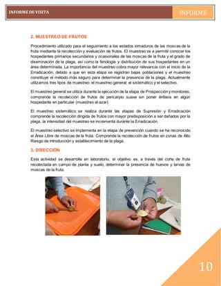 pág. 10
INFORME DE VISITA INFORME
~10~
10
2. MUESTREO DE FRUTOS
Procedimiento utilizado para el seguimiento a los estados inmaduros de las moscas de la
fruta mediante la recolección y evaluación de frutos. El muestreo va a permitir conocer los
hospedantes primarios secundarios y ocasionales de las moscas de la fruta y el grado de
diseminación de la plaga, así como la fenología y distribución de sus hospedantes en un
área determinada. La importancia del muestreo cobra mayor relevancia con el inicio de la
Erradicación, debido a que en esta etapa se registran bajas poblaciones y el muestreo
constituye el método más seguro para determinar la presencia de la plaga. Actualmente
utilizamos tres tipos de muestreo: el muestreo general, el sistemático y el selectivo.
El muestreo general se utiliza durante la ejecución de la etapa de Prospección y monitoreo,
comprende la recolección de frutos de pericarpio suave sin poner énfasis en algún
hospedante en particular (muestreo al azar)
El muestreo sistemático se realiza durante las etapas de Supresión y Erradicación
comprende la recolección dirigida de frutos con mayor predisposición a ser dañados por la
plaga, la intensidad del muestreo se incrementa durante la Erradicación.
El muestreo selectivo se implementa en la etapa de prevención cuando se ha reconocido
el Área Libre de moscas de la fruta. Comprende la recolección de frutos en zonas de Alto
Riesgo de introducción y establecimiento de la plaga.
3. DISECCIÓN
Esta actividad se desarrolla en laboratorio, el objetivo es, a través del corte de fruta
recolectada en campo de planta y suelo, determinar la presencia de huevos y larvas de
moscas de la fruta.
 