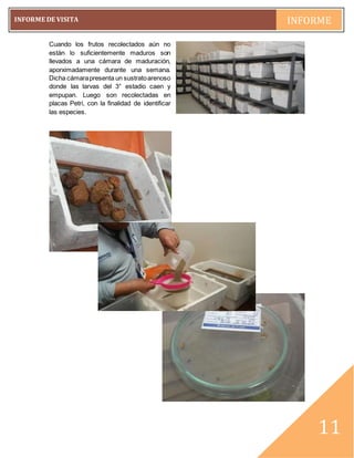 pág. 11
INFORME DE VISITA INFORME
~11~
11
Cuando los frutos recolectados aún no
están lo suficientemente maduros son
llevados a una cámara de maduración,
aporximadamente durante una semana.
Dicha cámarapresenta un sustratoarenoso
donde las larvas del 3° estadio caen y
empupan. Luego son recolectadas en
placas Petri, con la finalidad de identificar
las especies.
 