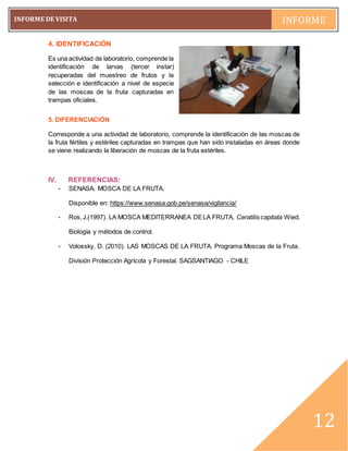 pág. 12
INFORME DE VISITA INFORME
~12~
12
4. IDENTIFICACIÓN
Es una actividad de laboratorio, comprende la
identificación de larvas (tercer instar)
recuperadas del muestreo de frutos y la
selección e identificación a nivel de especie
de las moscas de la fruta capturadas en
trampas oficiales.
5. DIFERENCIACIÓN
Corresponde a una actividad de laboratorio, comprende la identificación de las moscas de
la fruta fértiles y estériles capturadas en trampas que han sido instaladas en áreas donde
se viene realizando la liberación de moscas de la fruta estériles.
IV. REFERENCIAS:
- SENASA. MOSCA DE LA FRUTA.
Disponible en: https://www.senasa.gob.pe/senasa/vigilancia/
- Ros,J.(1997). LA MOSCA MEDITERRANEA DELA FRUTA, Ceratitis capitata Wied.
Biología y métodos de control.
- Volossky, D. (2010). LAS MOSCAS DE LA FRUTA. Programa Moscas de la Fruta.
División Protección Agrícola y Forestal. SAGSANTIAGO - CHILE
 