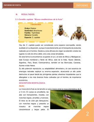 pág. 2
INFORME DE VISITA INFORME
~2~
2
III. RESULTADOS:
3.1.Ceratitis capitata “Mosca mediterránea de la fruta”
Hoy día C. capitata puede ser considerada como especie cosmopolita, siendo
auxiliada en sudispersión, aunque involuntariamente por el transporte de productos
realizado por el hombre. Desde su zona africana de origen se extendió a todos los
lugares no sólo de clima cálido, sino a las zonas templadas.
De esta forma la encontramos ocupando el sur y el este de Africa y Madagascar,
toda Europa meridional y Norte de Africa, este de la India, Nueva Zelanda,
Argentina, Perú, Brasil, Centroamérica, también en las Bermudas, Canarias,
Azores e islas Hawai.
Su alto potencial reproductor, su adaptabilidad alimentaria y la casi ausencia de
enemigos naturales explican su enorme expansión, alcanzando un alto poder
destructivo al pasar desde las primigenias plantas silvestres hospedantes que la
albergaban a los más diversos frutos cultivados por el hombre, de importancia
económica.
DESCRIPCIÓN MORFOLÓGICA:
Adulto
La mosca de la fruta es de tamaño un poco menor al de la mosca doméstica; de 4
a 5 mm. El cuerpo es amarillento, las
alas son transparentes, irisadas, con
manchas negras, amarillas y marrones.
El tórax es de color gris blanquecino,
con manchas negras y presenta un
mosaico de manchas negras
características y largos pelos. El
TAXONOMÍA
Orden:Diptera
SubOrden:Brachicera
Familia: Tephritidae
Género:Ceratitis
Especie: C. capitata
 
