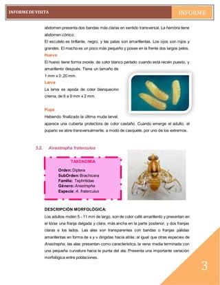 pág. 3
INFORME DE VISITA INFORME
~3~
3
abdomen presenta dos bandas más claras en sentido transversal. La hembra tiene
abdomen cónico.
El escutelo es brillante, negro, y las patas son amarillentas. Los ojos son rojos y
grandes. El macho es un poco más pequeño y posee en la frente dos largos pelos.
Huevo
El huevo tiene forma ovoide, de color blanco perlado cuando está recién puesto, y
amarillento después. Tiene un tamaño de
1 mm x 0 ,20 mm.
Larva
La larva es apoda de color blanquecino
crema, de 6 a 9 mm x 2 mm.
Pupa
Habiendo finalizado la última muda larval,
aparece una cubierta protectora de color castaño. Cuando emerge el adulto, el
pupario se abre transversalmente, a modo de casquete, por uno de los extremos.
3.2. Anastrepha fraterculus
DESCRIPCIÓN MORFOLÓGICA:
Los adultos miden 5 - 11 mm de largo, son de color café amarillento y presentan en
el tórax una franja delgada y clara, más ancha en la parte posterior, y dos franjas
claras a los lados. Las alas son transparentes con bandas o franjas pálidas
amarillentas en forma de s y v dirigidas hacia atrás; al igual que otras especies de
Anastrepha, las alas presentan como característica, la vena media terminada con
una pequeña curvatura hacia la punta del ala. Presenta una importante variación
morfológica entre poblaciones.
TAXONOMÍA
Orden:Diptera
SubOrden:Brachicera
Familia: Tephritidae
Género:Anastrepha
Especie: A. fraterculus
 