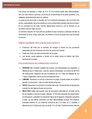 pág. 4
INFORME DE VISITA INFORME
~4~
4
Las larvas son ápodas y miden de 10 a 15 mm cuando están bien desarrolladas.
Son de color blanco cremoso, su forma es ensanchada en la parte posterior y se
adelgaza gradualmente hacia la cabeza.
La pupa es de forma de un barrilito de 3 a 5 milímetros de largo y de 2 a 2,5mm de
ancho, redondeado hacia los extremos con la extremidad caudal más pronunciada.
En un principio es de color marrón ligeramente oscuro y con el tiempo se va
tornando marrón rojizo oscuro.
La hembra ovipone en fruta pintona (prefiere frutos carnosos y blandos) donde se
alimentará la larva, luego ésta sale, se entierra y forma la pupa de la que emerge
la mosca.
DAÑOS CAUSADOS POR LA MOSCADE LAFRUTA:
 Pudrición del fruto por la entrada de hongos a través de las picaduras
realizadas por las hembras a la hora de poner los huevos.
 Caída de frutos por descomposición de la pulpa.
 Las larvas cavan galerías a través de la pulpa hacia el interior del fruto,
barrenando la pulpa.
CICLO BIOLÓGICO DE LAMOSCADE LAFRUTA:
 HUEVOS: En Ceratitis capitata los huevos son depositados en paquetes, a
diferencia de A. fraterculus que los coloca individuales, en frutos de 60-70%
de maduración, requieren de una incubación de 1 a 7 días (en Motupe de 3 a
7 días). Dependen mucho de la humedad del fruto.
 LARVAS: Penetran en el fruto y barrenan la pulpa. Cuando están en el último
estadio (3 semanas), caen al suelo donde empupan.
 PUPA. Dependen muchode la humedad del suelo. Su desarrollo es favorecido
cuando se dan ligeras lluvias en la zona
 ADULTOS: Salen del pupario que se encuentra enterrado en el suelo cerca
de los árboles y busca un lugar soleado, 15 minutos después los tegumentos
se endurecen y adoptan la coloración típica de la especie. Después comienza
a volar, ya que tienen entonces sus alas desarrolladas aunque sus órganos
sexuales todavía no. La madurez sexual es de 3 a 5 días en C. capitata, a
diferencia de A. fraterculus que se da de 11 a 14 días. Posteriormente, efectúa
 