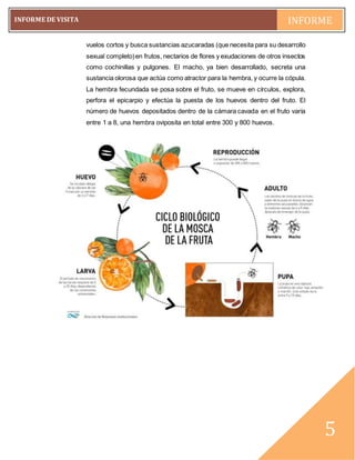 pág. 5
INFORME DE VISITA INFORME
~5~
5
vuelos cortos y busca sustancias azucaradas (que necesita para su desarrollo
sexual completo)en frutos, nectarios de flores y exudaciones de otros insectos
como cochinillas y pulgones. El macho, ya bien desarrollado, secreta una
sustancia olorosa que actúa como atractor para la hembra, y ocurre la cópula.
La hembra fecundada se posa sobre el fruto, se mueve en círculos, explora,
perfora el epicarpio y efectúa la puesta de los huevos dentro del fruto. El
número de huevos depositados dentro de la cámara cavada en el fruto varía
entre 1 a 8, una hembra oviposita en total entre 300 y 800 huevos.
 