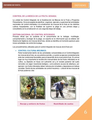 pág. 6
INFORME DE VISITA INFORME
~6~
6
CONTROL DE LA MOSCA DE LA FRUTA- SENASA:
La unidad de Control Integrado de la Subdirección de Moscas de la Fruta y Proyectos
Fitosanitarios. Es la encargada de planificar, organizar, ejecutar y supervisar las actividades
nacionales de control orientadas a la erradicación de moscas de la fruta en los distintos
cultivos hospedantes, con la finalidad de suprimir la plaga en una primera etapa y
consolidarla con la erradicación en una segunda etapa de trabajo.
SISTEMA NACIONAL DE CONTROL INTEGRADO
Proceso oficial que se sustenta en el conocimiento de la biología, morfología,
comportamiento y ecología de la plaga, se soporta en la información que se obtiene del
Sistema de Vigilancia de moscas de la fruta, donde se identifica el momento oportuno para
iniciar actividades de control de la plaga.
Los procedimientos utilizados para el control integrado de moscas de la fruta son:
 CONTROL CULTURAL-MECÁNICO.
Parte fundamental dentro de las actividades comprendidas en el Control Integrado
de moscas de la fruta, es una práctica sencilla, y cuando se ejecuta constantemente
evita las condiciones favorables para el desarrollo de la moscade la fruta. En primer
lugar es muy importante la recolección manual diaria de los frutos infectados en el
cultivo, su depósito en fosas con suficiente cal y el rociado posterior del suelo
removido con algún insecticida biológico, como extracto acuoso de albahaca, por
ejemplo. Los frutos infectados deben retirarse de inmediato y depositarse en bolsas
cerradas. Dentro de las actividades de control mecánico – cultural de las moscas de
la fruta podemos citar:
Recojo y entierro de frutos Rastrillado de suelos
 