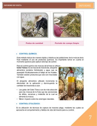 pág. 7
INFORME DE VISITA INFORME
~7~
7
 CONTROL QUÍMICO.
Este método reduce de manera rápida y drástica a las poblaciones de la moscas de la
fruta mediante el uso de productos químicos. Es importante tomar en cuenta el
momento oportuno para aplicar este tipo de control.
Para el control químico de moscas de la fruta se utilizan:
Cebo Tóxico: Es la mezcla de insecticida, atrayente
alimenticio (proteína hidrolizada) y agua; que es
asperjado focalizadamente al follaje de los frutales.
También existen productos que solo son mezclados
con agua.
El atrayente alimenticio utilizado incrementa la
efectividad de la aplicación y disminuyendo la
cantidad de insecticida a usar.
- Las gotas del Cebo Tóxico son de más atracción
para las moscas de la fruta que las secreciones
de afidos, escamas y mielecilla de la cual se
alimenta la mosca.
- Menor impacto sobre los enemigos naturales.
 CONTROL ETOLÓGICO:
Es la utilización de técnicas de captura de insectos plaga, mediante las cuales se
aprovecha el comportamiento y hábitos de vida del insecto para su control.
Podas de sanidad Periodo de campo limpio
 