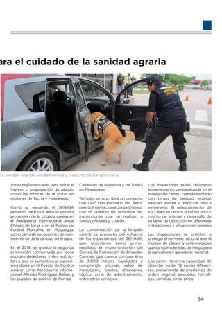 uidado de la sanidad agraria
al, sanidad animal y medicina básica veterinaria.
ara el cuidado de la sanidad agraria
de sanidad vegetal, sanidad animal y medicina básica veterinaria.
zonas reglamentadas para evitar el
ingreso o propagación de plagas,
como las moscas de la frutas en
regiones de Tacna y Moquegua.
Como se recuerda, el SENASA
presentó hace dos años la primera
promoción de la brigada canina en
el Aeropuerto Internacional Jorge
Chávez de Lima y en el Puesto de
Control Montalvo, en Moquegua,
como parte de sus acciones de man-
tenimiento de la sanidad en el agro.
En el 2014, se graduó la segunda
promoción conformada por doce
equipos detectores y dos instruc-
tores, que se sumaron a la supervi-
sión diaria en el Puesto de Control
Asia en Lima; Aeropuerto Interna-
cional Alfredo Rodríguez Ballón y
los puestos de control de Pampa
Cañahuas de Arequipa y de Torata
en Moquegua.
También se suscribirá un convenio
con LAP, concesionario del Aero-
puerto Internacional Jorge Chávez,
con el objetivo de optimizar las
inspecciones que se realizan a
vuelos oﬁciales y chárter.
La conformación de la brigada
canina es producto del esfuerzo
de los especialistas del SENASA,
que obtuvieron como primer
resultado la implementación del
Centro de Formación de Brigadas
Caninas, que cuenta con una área
de 3,000 metros cuadrados y
comprende oﬁcinas, salón de
instrucción, caniles, almacenes,
tópico, zona de adiestramiento,
entre otros servicios.
Los inspectores guías recibieron
entrenamiento personalizado en el
manejo de canes, complementado
con temas de sanidad vegetal,
sanidad animal y medicina básica
veterinaria. El adiestramiento de
los canes se centró en el reconoci-
miento de aromas y desarrollo de
su labor de detección en diferentes
instalaciones y situaciones sociales.
Las inspecciones se orientan a
proteger el territorio nacional ante el
ingreso de plagas y enfermedades
que son consideradas de riesgo para
la agricultura y ganadería nacional.
Los canes tienen la capacidad de
detectar hasta 112 olores diferen-
tes, proveniente de productos de
orden vegetal, pecuario, hortali-
zas, semillas, entre otros.
14
 