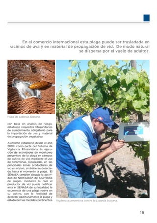 con base en análisis de riesgo,
establece requisitos ﬁtosanitarios
de cumplimiento obligatorio para
la importación de uva y material
de propagación vegetativa.
Asimismo estableció desde el año
2009, como parte del Sistema de
Vigilancia Fitosanitaria, la ejecu-
ción de actividades de monitoreo
preventivo de la plaga en campos
de cultivo de vid, mediante el uso
de feromonas, localizadas en las
principales zonas productoras de
vid en el país, sin haberse detecta-
do hasta el momento la plaga. El
SENASA también ejecuta la activi-
dad de Notiﬁcación de ocurrencia
de plagas, mediante la cual el
productor de vid puede notiﬁcar
ante el SENASA de su localidad la
ocurrencia de una plaga nueva en
su cultivo, con la ﬁnalidad de
detectar oportunamente la plaga y
establecer las medidas pertinentes.
En el comercio internacional esta plaga puede ser trasladada en
racimos de uva y en material de propagación de vid. De modo natural
se dispersa por el vuelo de adultos.
Pupa de Lobesia botrana.
Vigilancia preventiva contra la Lobesia botrana.
16
 
