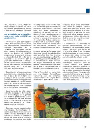 cho, Apurímac, Cusco, Madre de
Dios y Loreto. En Puno los casos
de rabia en ganado se han debido
a mordeduras de perros con rabia.
Las actividades de prevención y
control que realiza el SENASA son
las siguientes:
• Vacunación con participación
activa de la entidad privada, quie-
nes intervienen en campañas con
vacunas registradas en el
SENASA que son adquiridas por
ellos mismos. En algunos casos,
como en brotes, el SENASA
proporciona la vacuna de acuerdo
a disponibilidad. El costo de la
vacunación es asumido por el
productor. El SENASA se encarga
de la capacitación y supervisión
de los vacunadores, así como de
proporcionar los Certiﬁcados
Oﬁciales de Vacunación.
• Capacitación a los productores,
principalmente a través de charlas.
En el caso de productores que
participan en la captura - control
poblacional de murciélagos hema-
tófagos, se realizan capacitaciones
prácticas. Se capacita asimismo a
la entidad privada que interviene
en la campaña de vacunación.
• Levantamiento de información
sobre las mordeduras de murciéla-
gos hematófagos en el ganado.
Los mismos productores apoyan
en la obtención de esta informa-
ción lo que permite la toma de
decisiones respecto al control
poblacional de vampiros.
• Captura o control poblacional de
murciélagos hematófagos. Se
realiza cuando se observa el incre-
mento de las mordeduras en el
ganado y cuando se presentan
brotes de rabia. Puede realizarse
el control poblacional aplicando
un vampiricida en las heridas fres-
cas producidas por el vampiro en
el ganado o capturando a los vam-
piros con redes especiales y
aplicando el vampiricida en su
dorso a ﬁn que cuando regresen a
sus refugios, por el hábito de
acicalarse unos a otros, consuman
el vampiricida. Toda persona que
participa en la captura de vampi-
ros debe contar con el esquema
de vacunación antirrábica pre
exposición del Ministerio de Salud.
La rabia es una enfermedad viral
altamente mortal, llamada también
rabia paralítica (por los síntomas
que produce) que se presenta en los
herbívoros, principalmente bovinos.
Es considerada una de las zoonosis
de mayor importancia en salud
pública, tanto por su evolución drás-
tica y letal, como también por su
elevado costo social y económico.
Esta enfermedad es transmitida
por murciélagos hematófagos
(vampiros), que se alimentan
exclusivamente de sangre, tanto
de animales domésticos como
silvestres. Bajo estas circunstan-
cias, tanto el vampiro rabioso
como el no infectado, atacan cada
noche a varios animales, si el vam-
piro empieza a excretar el virus
rábico en la saliva, antes de presen-
tar los signos clínicos de enferme-
dad, se convertirá en un transmisor
muy eﬁciente de la rabia.
La enfermedad se transmite al
ganado principalmente por la
mordedura del murciélago hema-
tófago con rabia, que elimina el
virus por la saliva. El ser humano
puede infectarse al tener contac-
to directo con tejido nervioso del
animal infectado, saliva y otros.
La rabia de los herbívoros es una
enfermedad prioritaria para el
SENASA debido que genera
importantes pérdidas directas e
indirectas en la producción pecua-
ria, produce impacto en la salud
pública, signiﬁca un riesgo para la
seguridad alimentaria y el desa-
rrollo social de numerosas comu-
nidades vulnerables en el medio
rural de nuestro país.
Vacunación de bovino contra la Rabia de los herbívoros.
18
 