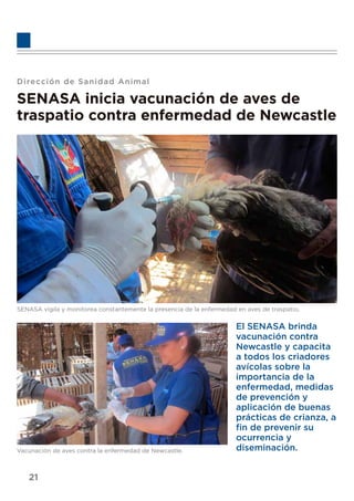 Dirección de Sanidad Animal
SENASA inicia vacunación de aves de
traspatio contra enfermedad de Newcastle
SENASA vigila y monitorea constantemente la presencia de la enfermedad en aves de traspatio.
Vacunación de aves contra la enfermedad de Newcastle.
El SENASA brinda
vacunación contra
Newcastle y capacita
a todos los criadores
avícolas sobre la
importancia de la
enfermedad, medidas
de prevención y
aplicación de buenas
prácticas de crianza, a
ﬁn de prevenir su
ocurrencia y
diseminación.
21
 