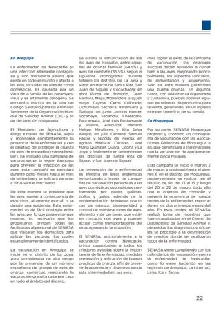 En Arequipa
La enfermedad de Newcastle es
una infección altamente contagio-
sa y con frecuencia severa que
existe en todo el mundo y afecta a
las aves, incluidas las aves de corral
domésticas. Es causada por un
virus de la familia de los paramyxo-
virus y es altamente patógena. Se
encuentra inscrita en la lista del
Código Sanitario para los Animales
Terrestres de la Organización Mun-
dial de Sanidad Animal (OIE) y es
de declaración obligatoria.
El Ministerio de Agricultura y
Riego a través del SENASA, vigila
y monitorea constantemente la
presencia de la enfermedad y con
el objetivo de proteger la crianza
de aves de traspatio (crianza fami-
liar), ha iniciado una campaña de
vacunación en la región Arequipa
para prevenir la infección de las
aves; esta campaña se ejecutará
durante ocho meses hasta el mes
de setiembre y se aplicará vacunas
a virus vico e inactivado.
De esta manera se previene que
las aves mueran a consecuencia de
este virus, altamente mortal, o se
desate una epidemia. Esta enfer-
medad es de fácil contagio entre
las aves, por lo que para evitar que
mueran, es necesario que los
propietarios brinden todas las
facilidades al personal de SENASA
que visitarán los domicilios para
aplicar las vacunas, los cuales
están plenamente identiﬁcados.
La vacunación en Arequipa se
inició en el distrito de La Joya,
zona considerada de alto riesgo
por la presencia de un número
importante de granjas de aves de
crianza comercial, realizando la
vacunación gratuita casa por casa
en todo el ámbito del distrito.
Se estima la inmunización de 168
mil aves de traspatio, entre aque-
llas de crianza familiar (64.5%) y
aves de combate (35.5%), según el
siguiente cronograma: durante
febrero los distritos de La Joya y
Vitor; en marzo de Santa Rita, San
Juan de Siguas y Cocachacra; en
abril Punta de Bombón, Dean
Valdivia, Mejia, Mollendo e Islay; en
mayo Cayma, Cerro Colorado,
Uchumayo, Sachaca, Yanahuara y
Tiabaya; en junio Jacobo Hunter,
Socabaya, Sabandia, Characato,
Paucarpata, José Luis Bustamante
y Rivero, Arequipa, Mariano
Melgar, Miraﬂores y Alto Selva
Alegre; en julio Camaná, Samuel
Pastor y Nicolás de Piérola; en
agosto Mariscal Cáceres, José
María Quimper, Quilca, Ocoña y La
Joya; y ﬁnalmente en setiembre en
los distritos de Santa Rita de
Siguas y San Juan de Siguas.
La prevención de la enfermedad
es efectiva en áreas endémicas
inmunizando a través de campa-
ñas de vacunación periódicas a las
aves domésticas susceptibles con-
formadas por pavos, gallinas,
pollos y gallos, además de la
implementación de buenas prácti-
cas de crianza, bioseguridad y
control de movilizaciones de aves,
alimento y de personas que están
en contacto con aves y pueden
actuar como transportadores del
virus agravando la situación.
El SENASA, adicionalmente a la
vacunación contra Newcastle,
brinda capacitación a todos los
criadores avícolas sobre la impor-
tancia de la enfermedad, medidas
prevención y aplicación de buenas
prácticas de crianza, a ﬁn de preve-
nir la ocurrencia y diseminación de
esta enfermedad en sus aves.
Para lograr el éxito de la campaña
de vacunación, los criadores
avícolas deben aprender a cuidar
bien a las aves, mejorando princi-
palmente, los aspectos sanitarios,
de alimentación y alojamiento.
Sólo de esta manera garantizan
una buena crianza. En algunos
casos, con una crianza organizada
y cuidadosa, pueden obtener algu-
nos excedentes de productos para
la venta, generando, así un ingreso
extra en beneﬁcio de su familia.
En Moquegua
Por su parte, SENASA Moquegua
propuso y coordinó un cronogra-
ma de vacunación con las Asocia-
ciones Gallísticas de Moquegua e
Ilo, que beneﬁciará a 150 criadores
con la vacunación de aproximada-
mente cinco mil aves.
Esta campaña se inició el martes 2
de marzo y continuó hasta el vier-
nes 6 en el distrito de Moquegua,
posteriormente se realizó en el
distrito de Ilo, del 13 al 15 y luego
del 20 al 22 de marzo, todo ello
con el objetivo de controlar y
prevenir la ocurrencia de nuevos
brotes de la enfermedad, reporta-
do en los dos primeros meses del
año. En esos brotes, el SENASA
realizó toma de muestras que
fueron analizadas en el Centro de
Diagnóstico de Sanidad Animal y,
obtenidos los diagnósticos oﬁcia-
les se procedió a la desinfección
de predios donde se localizaron
focos de la enfermedad.
SENASA viene cumpliendo con los
calendarios de vacunación contra
la enfermedad de Newcastle,
como lo viene haciendo en las
regiones de Arequipa, La Libertad,
Lima, Ica y Tacna.
22
 