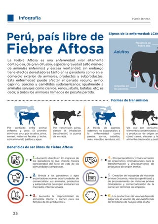 Infografía Fuente: SENASA.
La Fiebre Aftosa es una enfermedad viral altamente
contagiosa, de gran difusión, especial gravedad (alto número
de animales enfermos) y escasa mortandad; sin embargo
tiene efectos devastadores tanto en la ganadería como en el
comercio exterior de animales, productos y subproductos.
Esta enfermedad puede afectar el ganado vacuno, ovino,
caprino, porcino y camélidos sudamericanos; igualmente a
animales salvajes como ciervos, renos, jabalís, búfalos, etc; es
decir, a todos los animales llamados de pezuña partida.
Signos de la enfermedad: ¿Cóm
Ampollas en
los pezones.
Presencia de
ﬁebre alta.
Adultos
Formas de transmisión
Por contacto entre animal
enfermo y sano: El primero
elimina el virus por la saliva, orina,
semen, materias fecales y leche;
contaminando pastos y agua.
Por transmisión aérea,
siendo la inhalación
(respiración) la puerta
de entrada.
A través de agentes
externos no susceptibles a
la enfermedad como
perros, zorros, caballos,
aves, insectos, residuos, etc.
Vía oral por consumo
elementos contaminados: a
y productos de origen an
como carne, vísceras y le
alimento preparado y pasto
Beneﬁcios de ser libres de Fiebre Aftosa
1. Aumento directo en los ingresos de
los ganaderos lo que implica mejora
considerable del nivel de vida de las
comunidades campesinas.
2. Brinda a los ganaderos y agro
exportadores nuevas oportunidades de
comercializar sus animales, productos
y subproductos de origen animal en los
mercados internacionales.
3. Aumenta la disponibilidad de
alimentos (leche y carne) para las
familias de los productores.
4. Otorga beneﬁcios y ﬁnanciamiento
de organismos internacionales para la
transformación y procesamiento de
productos de origen animal.
5. Creación de industrias de materias
primas (insumos, recursos genéticos) y
de procesamiento de materias primas
(mataderos y comercialización de la
carne) en términos de empleos.
6.Los productores de vacunos dejan de
pagar por el servicio de vacunación más
de 18 millones de nuevos soles al año.
25
Signos de la enfe
Vía ora
element
y produ
como c
alimento
 