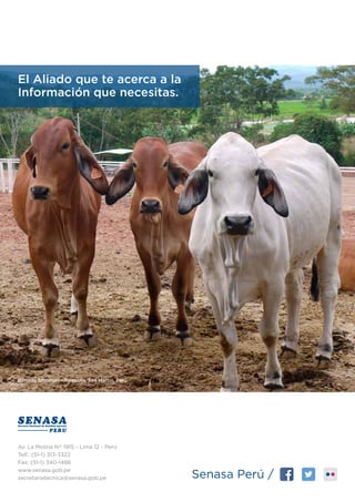 Ganado brahman - Tarapoto, San Martín, Perú
El Aliado que te acerca a la
Información que necesitas.
Av. La Molina N° 1915 - Lima 12 - Perú
Telf.: (51-1) 313-3322
Fax: (51-1) 340-1486
www.senasa.gob.pe
secretariatecnica@senasa.gob.pe Senasa Perú /
 