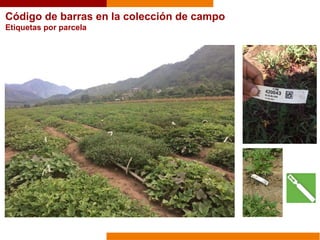 Código de barras en la colección de campo
Etiquetas por parcela
 