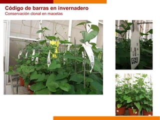 Código de barras en invernadero
Conservación clonal en macetas
 