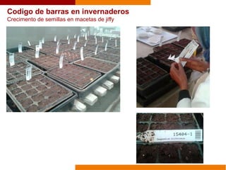 Codigo de barras en invernaderos
Crecimento de semillas en macetas de jiffy
 