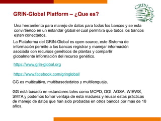 GRIN-Global Platform – ¿Que es?
La Plataforma del GRIN-Global es open-source, este Sistema de
información permite a los bancos registrar y manejar información
asociada con recursos genéticos de plantas y compartir
globalmente información del recurso genético.
https://www.grin-global.org
https://www.facebook.com/gringlobal/
GG es multicultivo, multibasededatos y multilenguaje.
GG está basado en estandares tales como MCPD, DOI, AOSA, WIEWS,
SMTA y podemos tomar ventaja de esta madurez y reusar estas prácticas
de manejo de datos que han sido probadas en otros bancos por mas de 10
años.
Una herramienta para manejo de datos para todos los bancos y se esta
convirtiendo en un estandar global el cual permitira que todos los bancos
esten conectados.
 