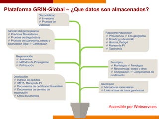 Plataforma GRIN-Global – ¿Que datos son almacenados?
Accesible por Webservices
Distribución
 Ingreso de pedidos
 SMTA, Manejo de PI
 Documentos de certificado fitosanitario
 Documentos de permiso de
importación
 Otros documentos
Disponibilidad
 Inventario
 Pruebas de
Viabilidad
Pasaporte/Adquisición
 Procedencia  Eco geográfico
 Breeding y desarrollo
 Historia, Pedigrí
 Manejo de PI
 Taxonomía
Fenotípico
 Morfología  Fenología
 Resistencias: estrés y otros
 Composición  Componentes de
rendimiento
Sanidad del germoplasma
 Practicas fitosanitarias
 Pruebas de diagnósticos
 Pruebas de cuarentena, estado y
autorización legal  Certificación
Regeneración
 Ambientes
 Métodos de Propagación
 Polinización
Genotípico
 Marcadores moleculares
 Links a base de datos genómicas

 